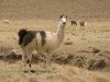 Salar de Uyuni, LLama