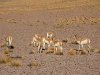 Salar de Uyuni, Vicuñas