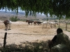 Kapadokya ranch