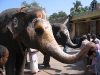 Heilige olifant, Kanchipuram