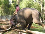 Werkolifant, Topslip, India